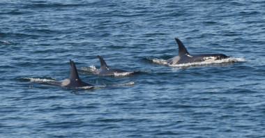 Orques , Baleines et Dauphins